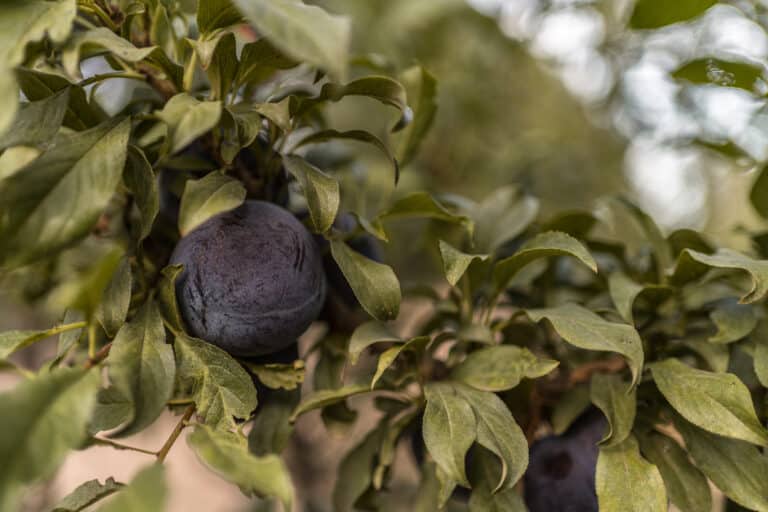 Queen Garnet Plum in Orchard